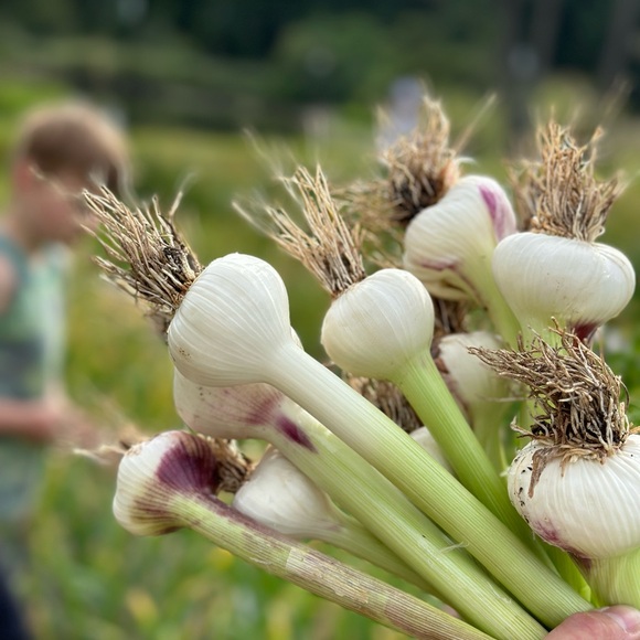 Garlic from The Farm: San Juan Island - Picture 10 of 14